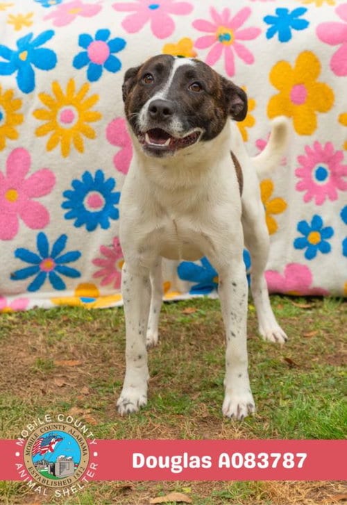 Photo of Douglas, adoptable Border Collie in Mobile, Alabama