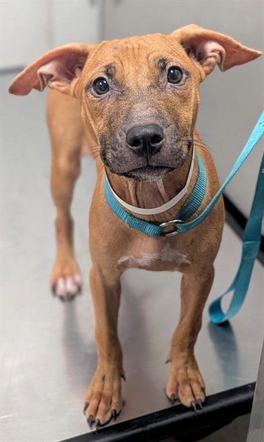 Photo of Asteroid, adoptable American Pit Bull Terrier in Fort Lauderdale, Florida