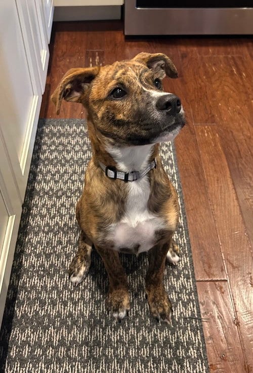 Photo of Lumi, adoptable Bulldog in Springdale, Pennsylvania