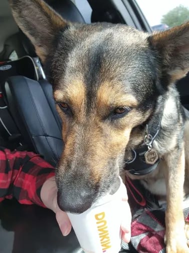 Photo of Lady (CL), adoptable German Shepherd Dog in Durham, North Carolina
