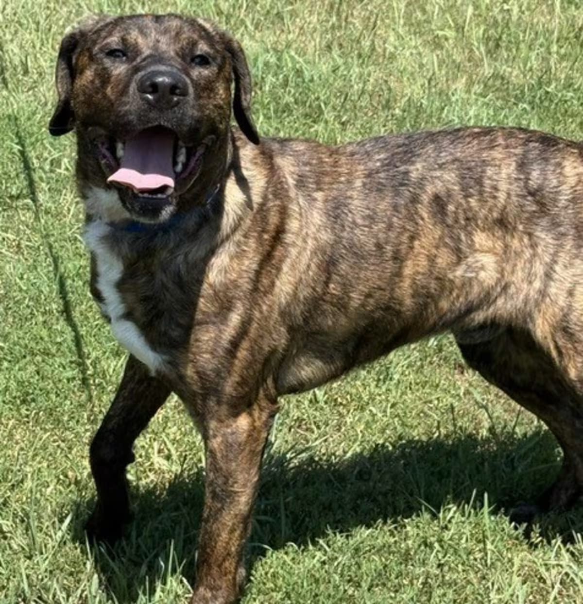 Photo of Jace, adoptable Plott Hound in Coldwater, Michigan