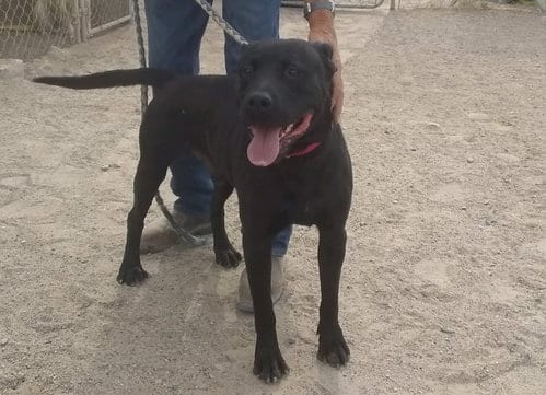 Photo of Bounty, adoptable Black Labrador Retriever in Golden Valley, Arizona