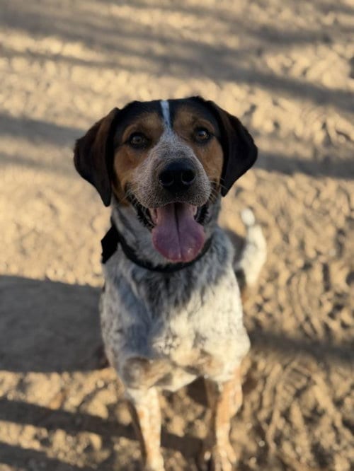 Photo of Howie, adoptable Pointer in Lompoc, California