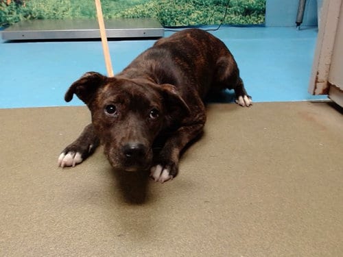 Photo of Alene, adoptable Pit Bull Terrier in Moreno Valley, California
