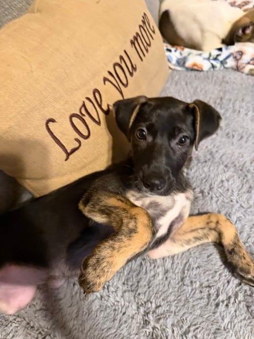 Photo of Skittles, adoptable Mountain Cur in Willingboro, New Jersey