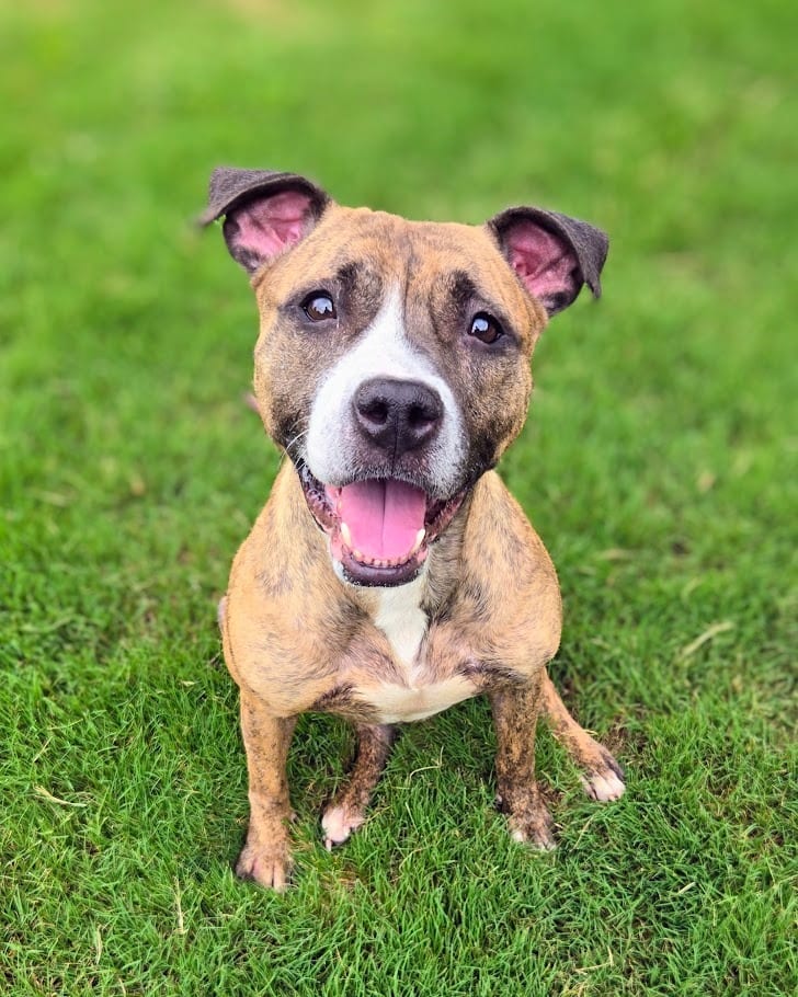 Photo of Dora, adoptable Mixed Breed in Douglasville, Georgia