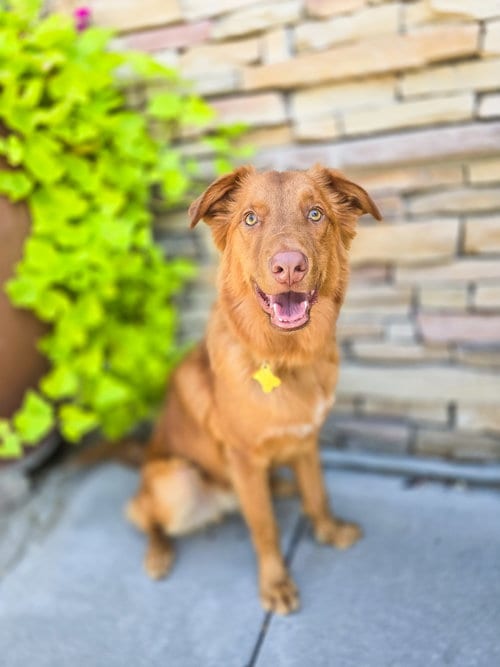 Photo of Weiser, adoptable Retriever in Sandy, Utah