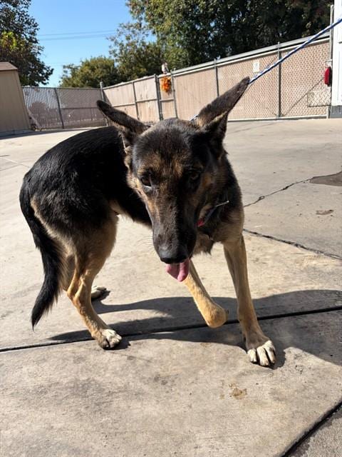 Photo of A171791, adoptable German Shepherd Dog in Bakersfield, California