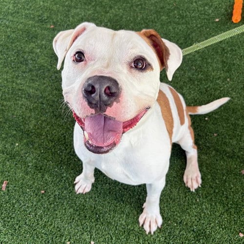 Photo of Haaland, adoptable Pit Bull Terrier in Murfreesboro, Tennessee
