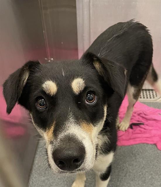 Photo of Carl, adoptable Mixed Breed