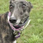 Photo of Arroyo Megan, adoptable Greyhound in Grandville, Michigan