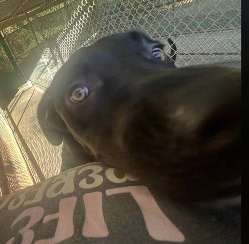 Photo of Kojack, adoptable Great Dane in Sheboygan, Wisconsin