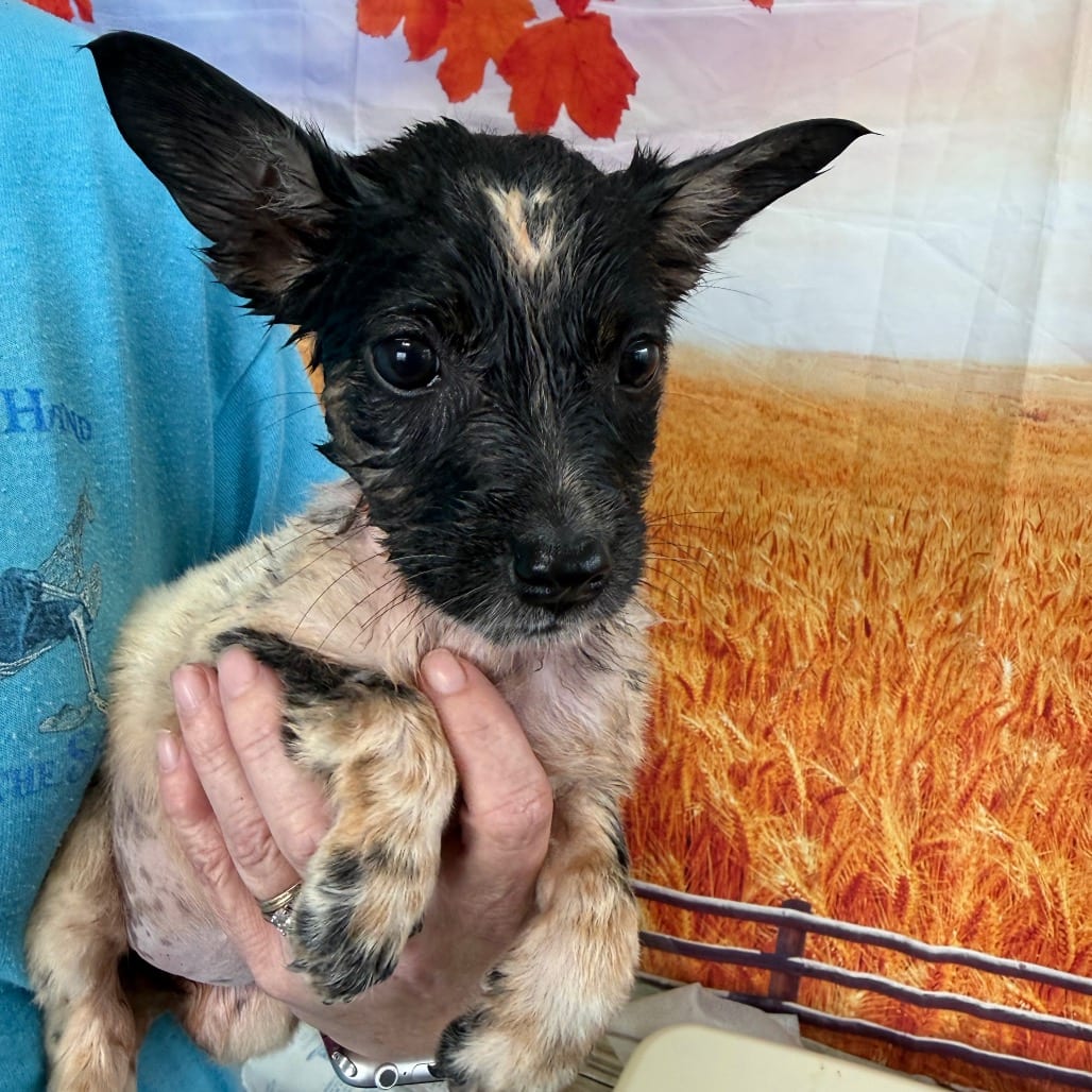 Photo of Mirri, adoptable Collie, Border / Cattle Dog, Australian (Blue Heeler) in Normal, Illinois