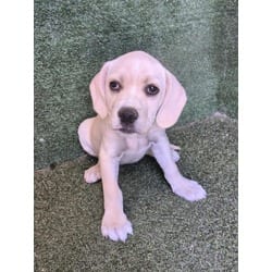 Photo of Nido, adoptable Mastiff in Lancaster, California