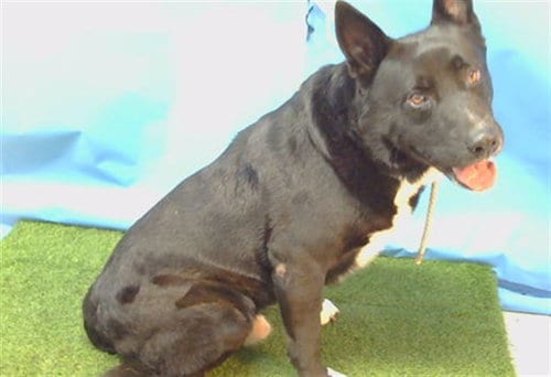 Photo of Yuki, adoptable Labrador Retriever in Gardena, California