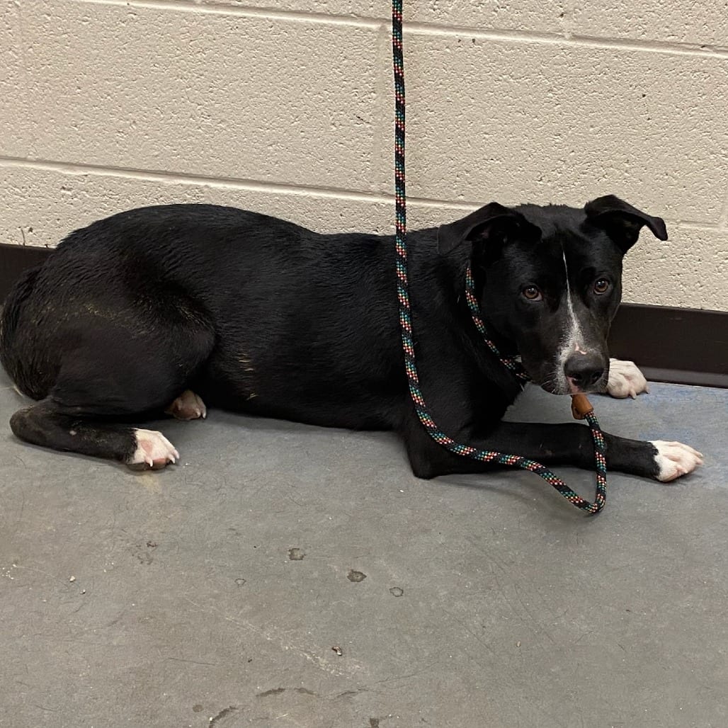 Photo of Abena, adoptable dog