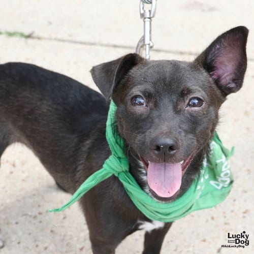 Photo of Monchi, adoptable Chihuahua in Washington, District of Columbia