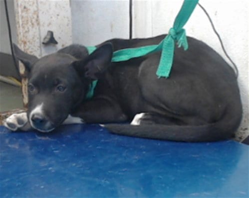 Photo of Ein, adoptable Pit Bull Terrier in San Bernardino, California