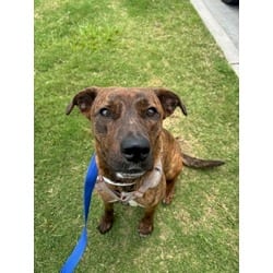 Photo of Java, adoptable American Pit Bull Terrier in Baton Rouge, Louisiana