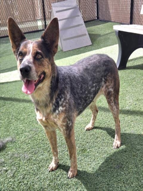Photo of Gigi, adoptable Australian Cattle Dog/Blue Heeler in Norco, California
