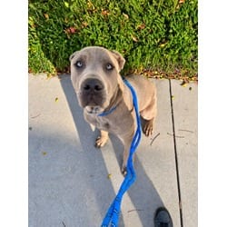 Photo of Tank, adoptable Cane Corso in Chatsworth, California
