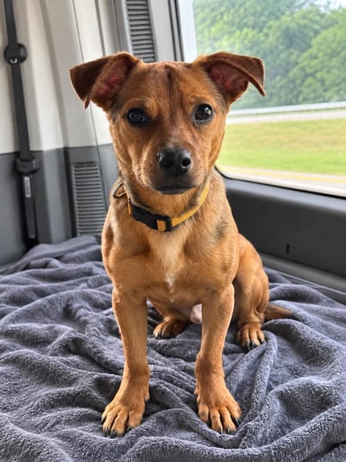 Photo of Junior, adoptable Chihuahua in Westwood, New Jersey
