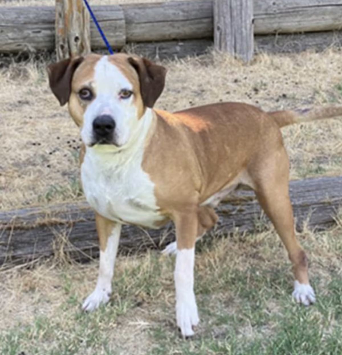 Photo of Koa, adoptable American Staffordshire Terrier in Roseville, California