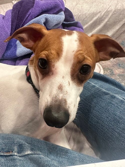 Photo of Chester, adoptable Jack Russell Terrier in Mundelein, Illinois