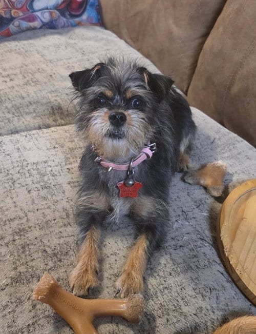 Photo of Smidget, adoptable Chihuahua in Raytown, Missouri