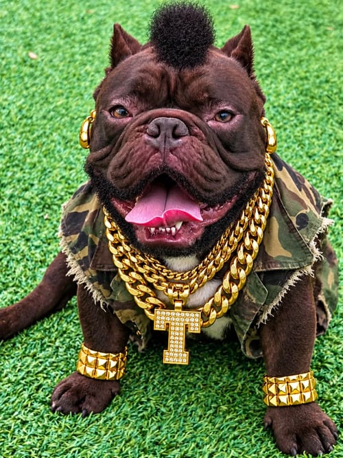 Photo of Ansel, adoptable French Bulldog in oakland, Florida