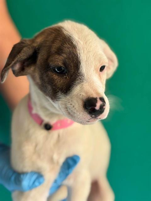 Photo of A256294, adoptable Australian Cattle Dog/Blue Heeler in Visalia, California