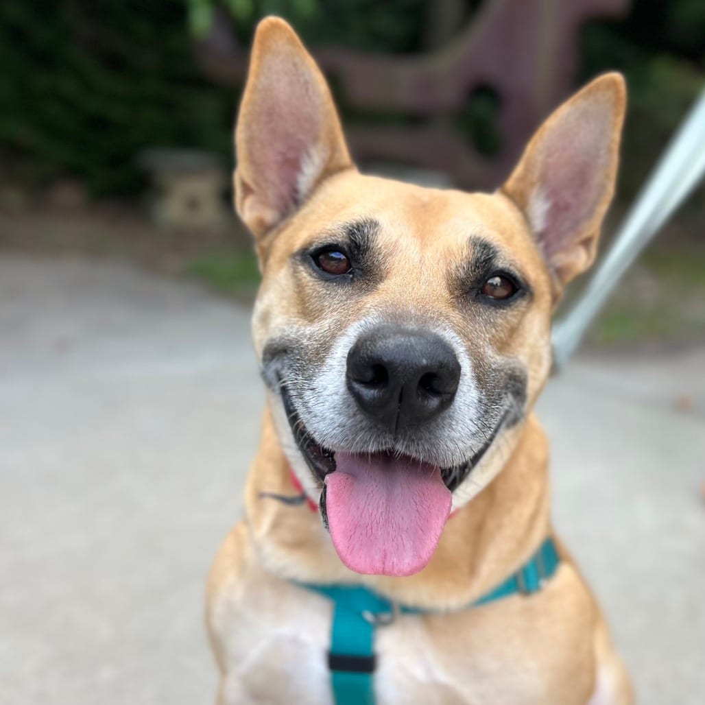 Photo of Memphis, adoptable Mixed Breed (Medium)