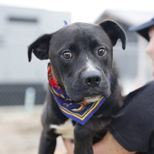 Photo of Bubba, adoptable American Staffordshire Terrier in San Antonio, Texas