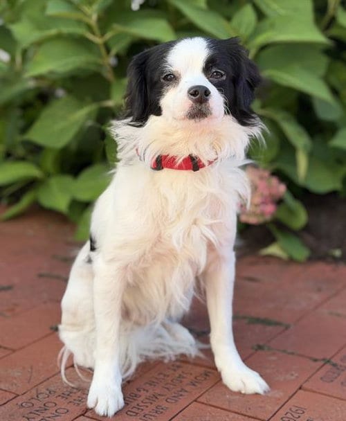 Photo of Hugo, adoptable Pomeranian in Canfield, Ohio