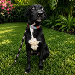 Photo of Blackie 8096, adoptable Mixed Breed (Medium) in Loxahatchee, Florida