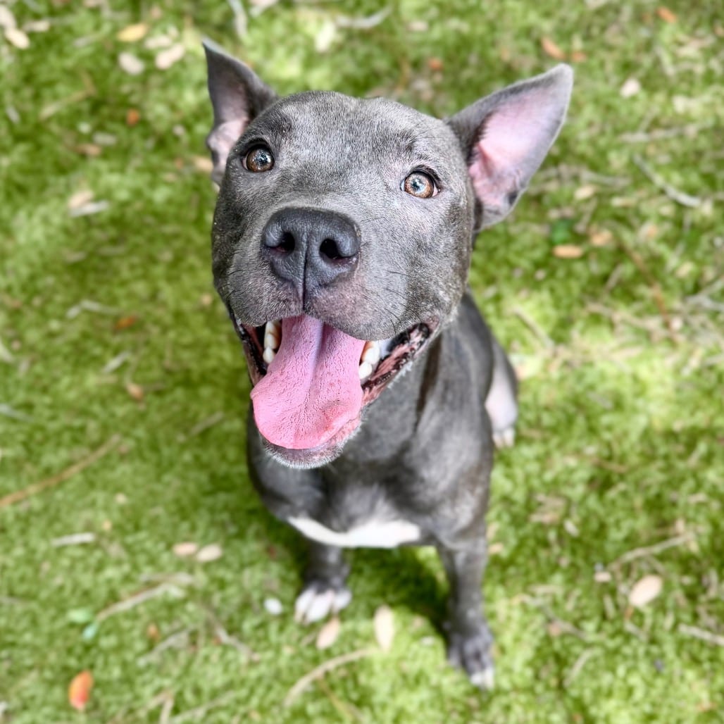 Photo of Ace, adoptable Mixed Breed (Medium) in Milton, Florida