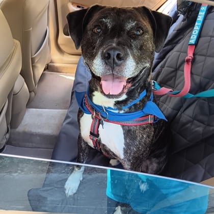 Photo of Jambar, adoptable dog in Chamblee, Georgia