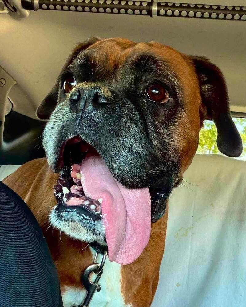 Photo of Mia III, adoptable Boxer in Austin, Texas