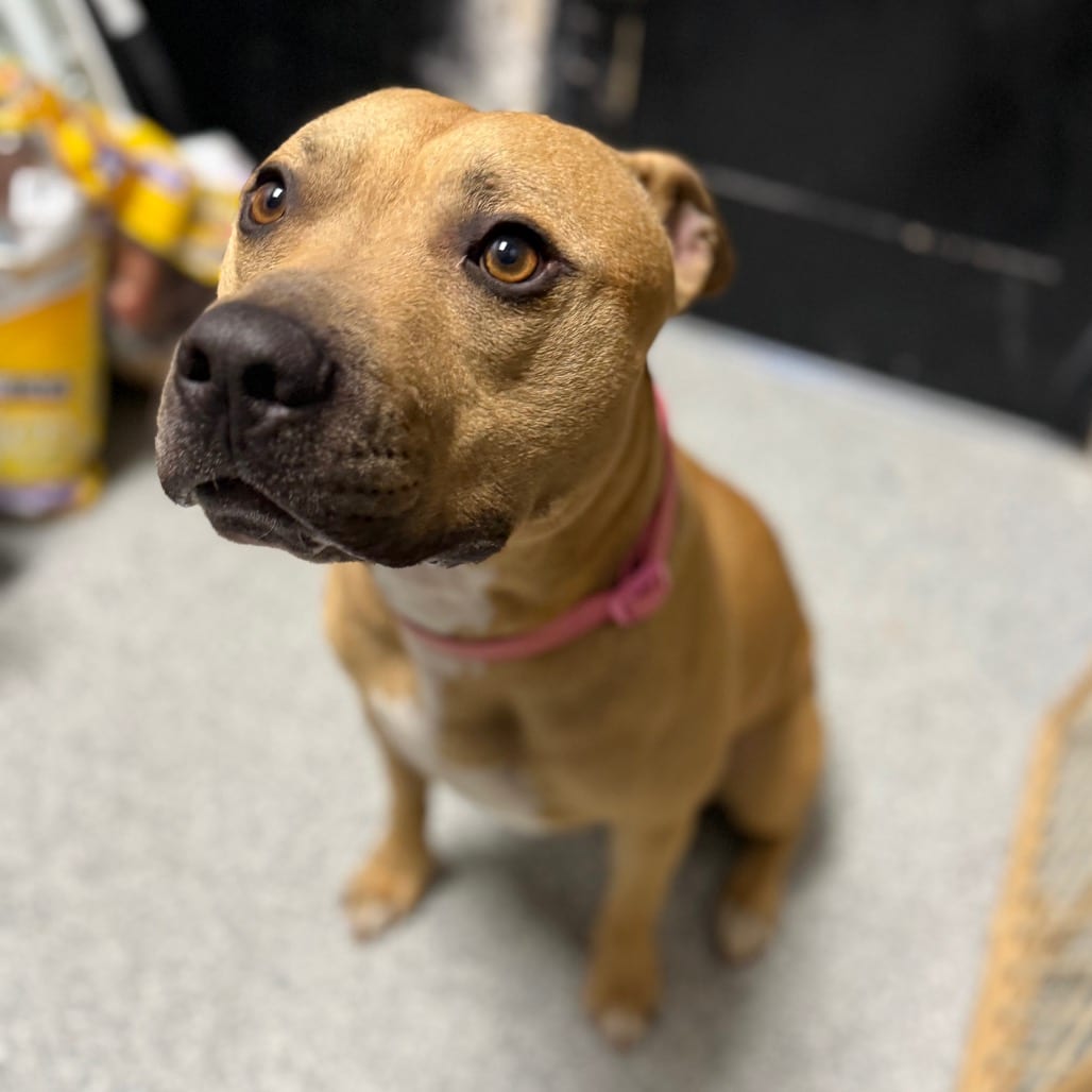 Photo of Milo, adoptable Terrier, American Pit Bull in Monticello, Iowa