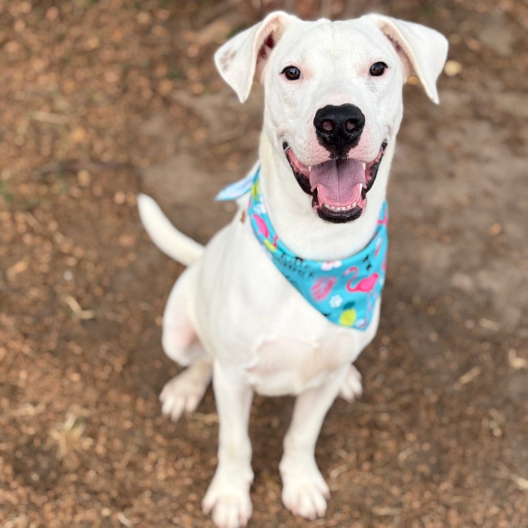 Photo of Magnus 26-06-153, adoptable Terrier, Pit Bull in Bastrop, Texas