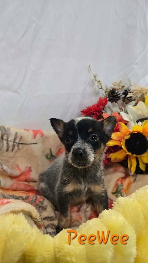 Photo of KP PeeWee, adoptable Australian Cattle Dog/Blue Heeler in Warrenton, Missouri
