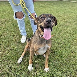 Photo of Chaka, adoptable Boxer in East Hartford, Connecticut