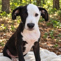 Photo of Caine, adoptable Mixed Breed (Medium) in Maumee, Ohio