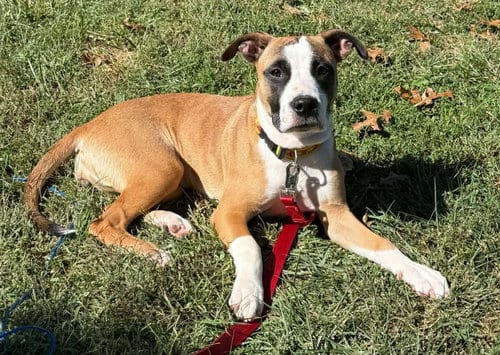 Photo of Lovebug aka Junebug, adoptable Boxer in Burnsville, Minnesota