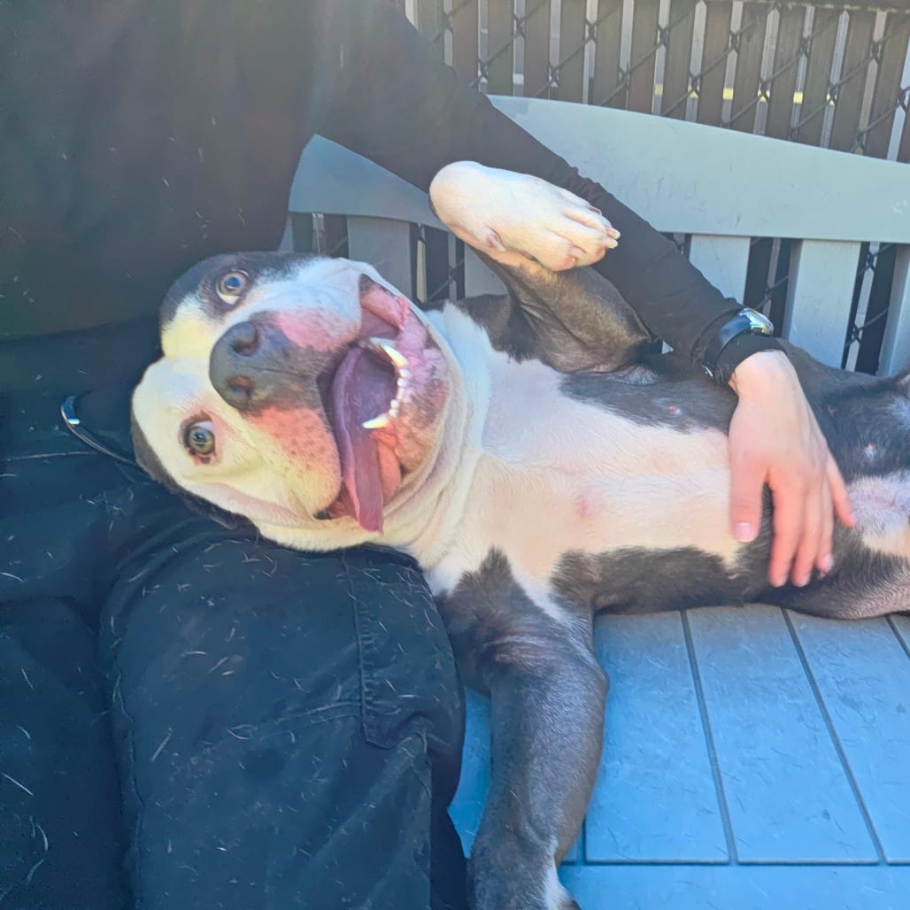 Photo of Ghost, adoptable Terrier, Pit Bull in Greensboro, North Carolina