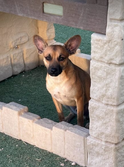 Photo of Paco in TX, adoptable Chihuahua in Cranston, Rhode Island