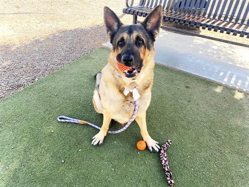 Photo of Gustave, adoptable German Shepherd Dog in Phoenix, Arizona