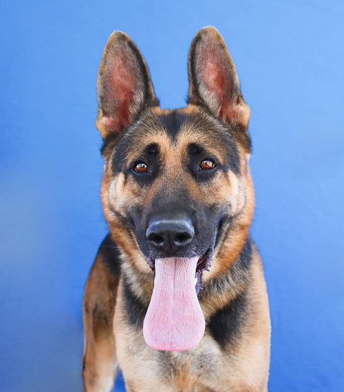 Photo of Max, adoptable German Shepherd Dog in Pasadena, California