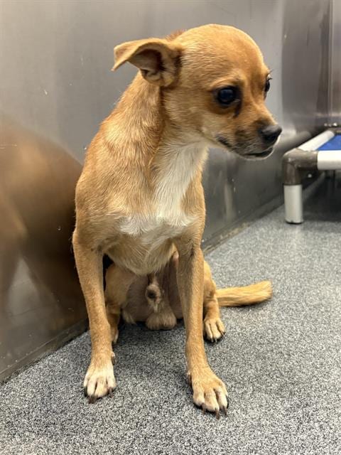 Photo of Max, adoptable Mixed Breed