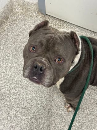 Photo of Gravy 5, adoptable dog in Baltimore, Maryland